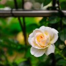 성서고등학교 이미지