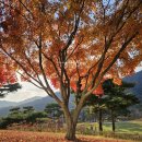 공주-12 | 공주 프린세스 골프장 EAST 코스 후기