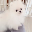 솜아로마