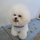 제니스펫 이미지