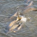 금호강4 이미지