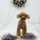 펫스타일 이미지