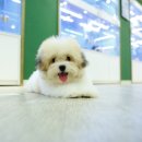 달링하이 강아지분양 창원점 | 💜 울산애견분양은 달링하이울산으로! 건강한 아가들🐶