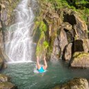 한국돼지유전자(K.P.G) 이미지