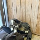 가방위에 고양이 이미지