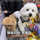 울산 제이앤독 애견샵 | [울산]페밀리아 | 울산 애견용품 다양하게 구경하기 좋았던 페밀리아 호계점 후기