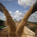 대두농장 이미지