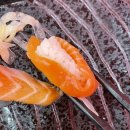 초밥꽃향기 이미지