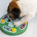 우리 강아지 이미지