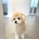 그루밍 모먼트 이미지