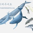돌핀스수산