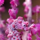 피그미 해마 (Hippocampus bargibanti) 이미지