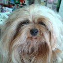 퍼스트펫 이미지