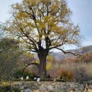 말하는 은행나무 이미지