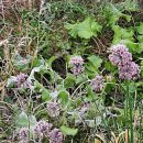 서석목장 이미지