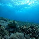 OK | 발리 누사페니다 내돈내산 ok 스노클링 만타 프라이빗 투어 후기