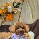 축복 펫살롱 이미지