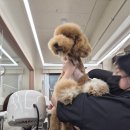 PUPPY Grooming (퍼피 그루밍) | 천호애견미용학원 어디가 좋을까? 커리큘럼 총정리