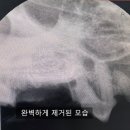 동물병원 All Pets 이미지