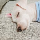 24시 건국 본 동물병원 이미지