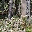 들꽃향기 사랑방 이미지