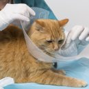 빙그루밍 이미지