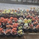 행잉플랜트 공기정화식물체험 이미지