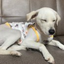 사랑실천동물병원 이미지