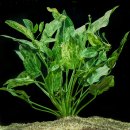 광일산소 | 플랜츠 (Aquarium plants by Christel Kasselmann) / 수초 매니아에게 대강추! + 주문 팁 및 후기, 리뷰