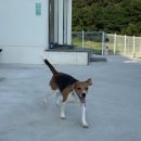 pet 108어3944 | [비글사월] 경주 애견운동장&amp;애견펜션 &#39;퍼스 펫 파크&#39; 너무예뻐요 :) / 대형견 가능하다고해요! /(feat...