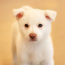 레알피부전문동물병원 이미지