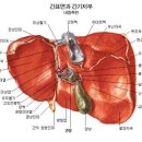 6) 解剖生理學 이미지