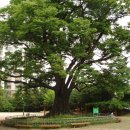 느티나무사거리 이미지