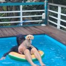 개멍물멍 이미지