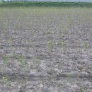 팽나무 농장 이미지