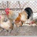 현인농장 이미지