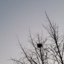 붓펜으로 하는 캘리그라피 이미지