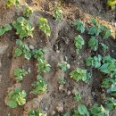 희정이네농장 이미지