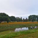 북천생태공원 | 합천 핫들생태공원 황화코스모스 절정