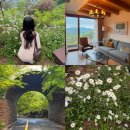 제천 포레스트 리솜 S30 숙박 샤스타데이지 명소 6월 꽃구경 여행 숙소