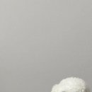 소소하개 이미지