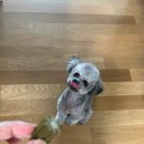 덴탈포스 | 강아지 덴탈껌 내돈내산 입냄새 제거 추천 후기 개껌