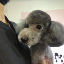 갤럭시펫 애견미용 이미지