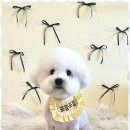 포블포블 이미지