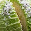 괴산G마트 | 절임배추 제대로 고르는 법과 20포기 40~50킬로 시세가격 정보