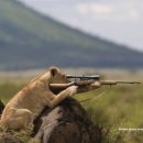 멍멍이 날다 이미지