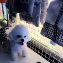 쥬티 펫 이미지