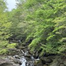 지리산 보더콜리 이미지