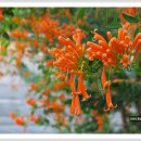 Vine(바인)