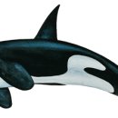 범고래상회 이미지